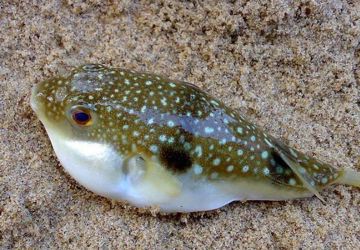 人民网-海南频道：海南三院抢救三例河豚中毒者 提醒：切勿食用