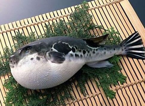资料图：河豚鱼。