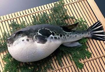 中新网海南：海南省第三人民医院成功抢救3名食用河豚鱼中毒患者