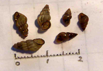 接触10秒就感染？紧急提醒---血吸虫病的防治知识